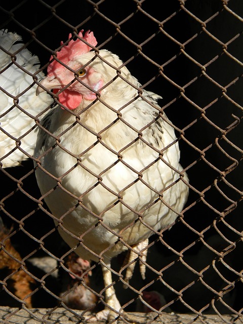 阿什法克从 阿什法克从